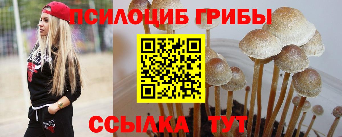 Галлюциногенные грибы MAGIC MUSHROOMS  Псилоцибиновые грибы прущие грибы  Александров  Вход с VPN 